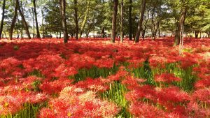 埼玉県　日高市