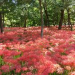 埼玉県　日高市