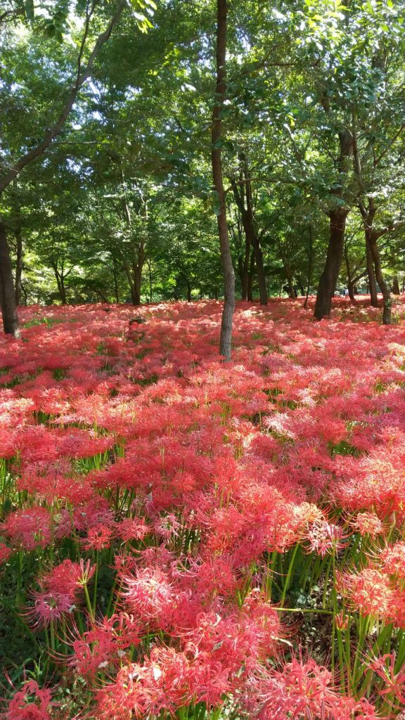 埼玉県　日高市