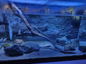 川崎水族館　カワスイ