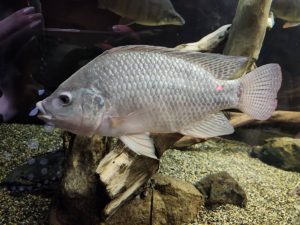 川崎水族館　カワスイ