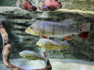 川崎水族館　カワスイ