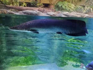 川崎水族館　カワスイ