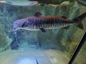 川崎水族館　カワスイ