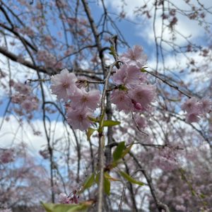 株式会社桜華　栃木県　茨城県