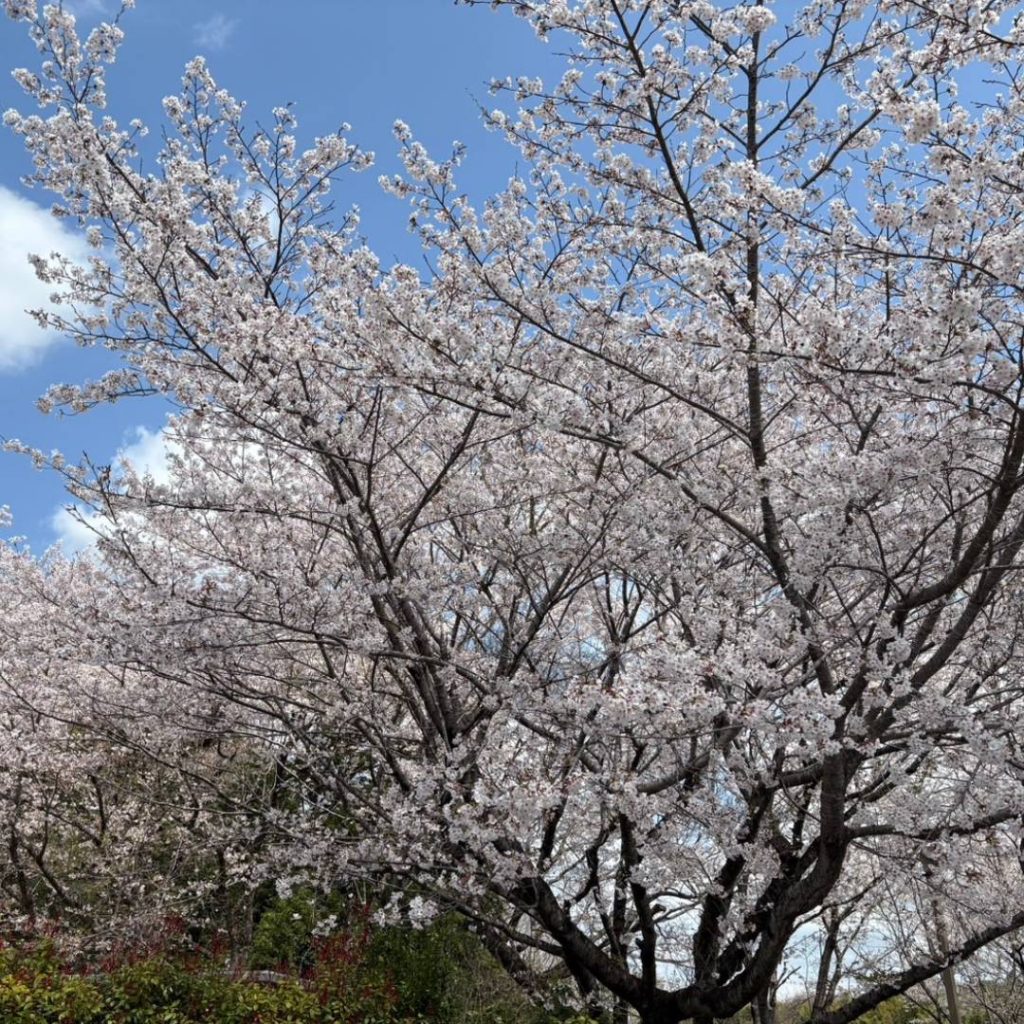 株式会社桜華　栃木県　茨城県
