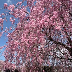 株式会社桜華　栃木県　茨城県