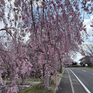 株式会社桜華　栃木県　茨城県