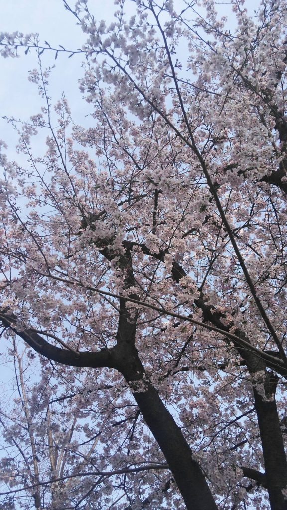 株式会社 桜華