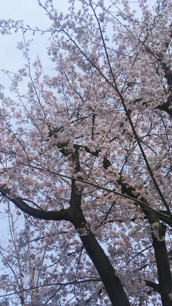 株式会社　桜華