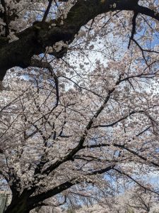 株式会社桜華