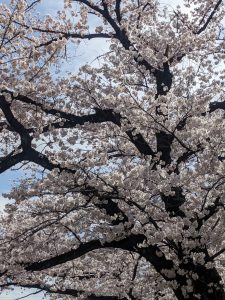 株式会社桜華