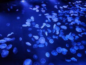 すみだ水族館
