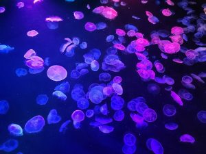 すみだ水族館