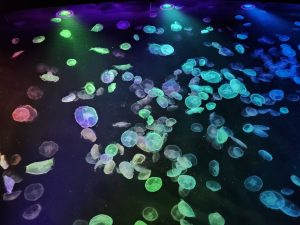 すみだ水族館