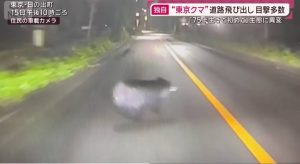 東京都 日の出町 熊