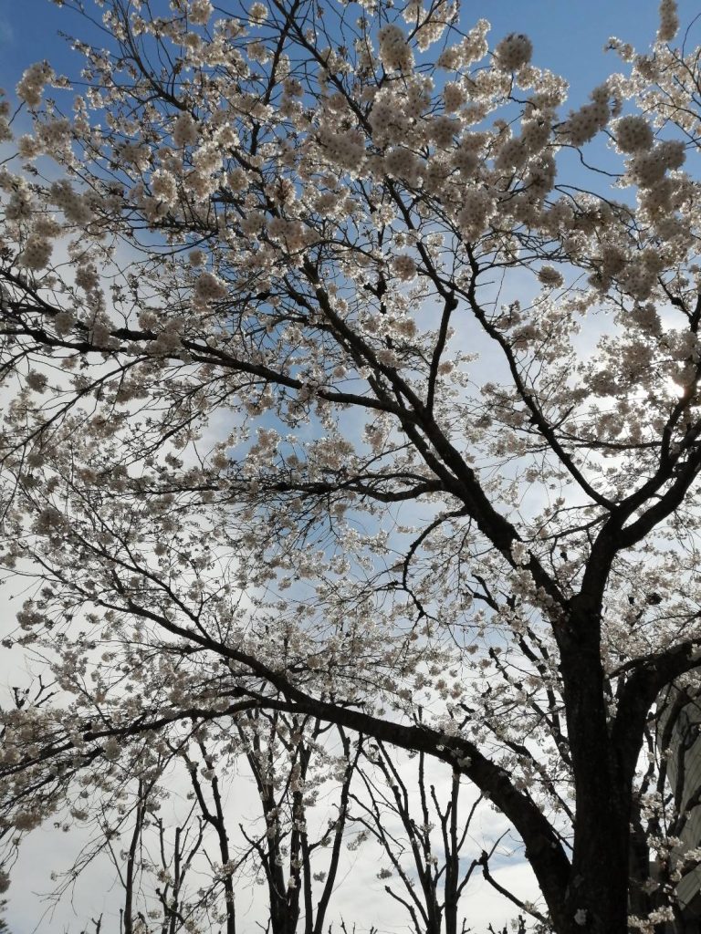 株式会社　桜華