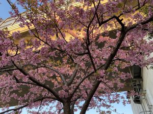 株式会社　桜華