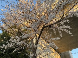 株式会社　桜華