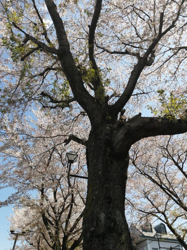 株式会社　桜華