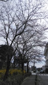 東京都　日の出町　桜