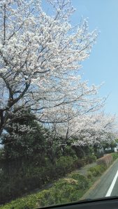 東京都　日の出町　桜